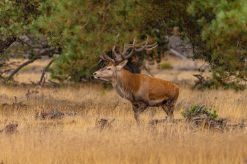 Red Deer, Deer. Mammals - 532415538