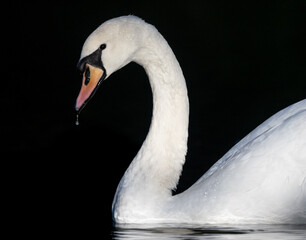 Mute Swam in early morning light on lake in UK.
