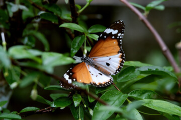 Butterfly background