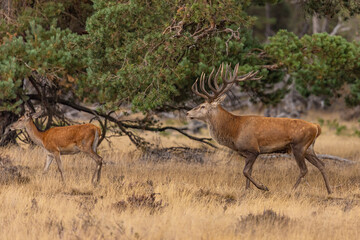 Red Deer, Deer. Mammals - 532415748