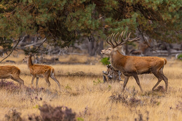 Red Deer, Deer. Mammals - 532415972