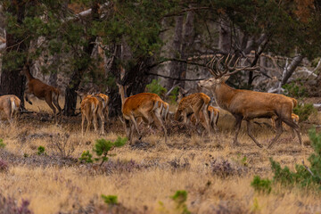 Red Deer, Deer. Mammals - 532416128