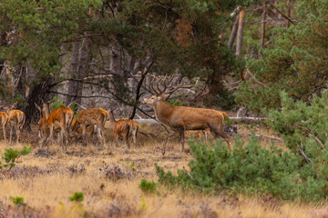 Red Deer, Deer. Mammals - 532416136