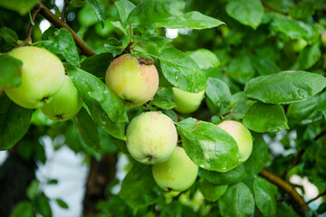 Green apples riping on a branch in the green garden