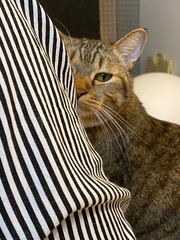 Male cat peeking from behind, Japanese feline 