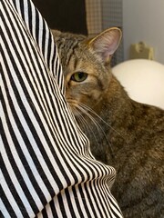 Male cat peeking from behind, Japanese feline 