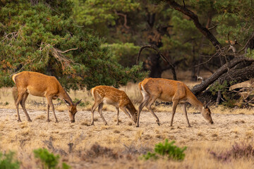 Red Deer, Deer. Mammals - 532416367