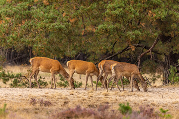 Red Deer, Deer. Mammals - 532416387