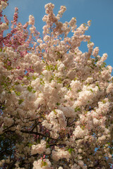 cherry blossoms in full bloom in spring