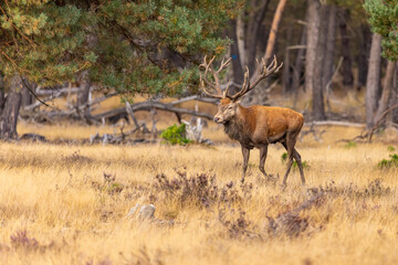 Red Deer, Deer. Mammals - 532416526