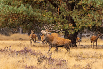Red Deer, Deer. Mammals - 532416796