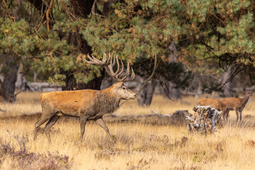 Red Deer, Deer. Mammals - 532416903