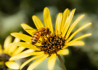 Honey Bee collecting pollen from yellow flower on a sunny spring day in a Melbourne Park Victoria...