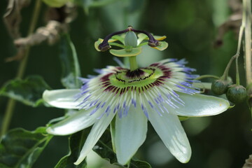 Flor de Mburucuy&aacute;