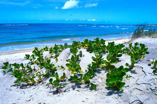 Mecufi beach, accompanied by the beautiful species known as Scaevola plumieri from the dune vegetation. 