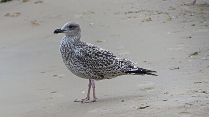 Möve am Strand 2