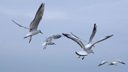 Mövenflug 1