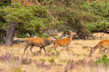 Deer, Red Deer. Mammals - 532418368