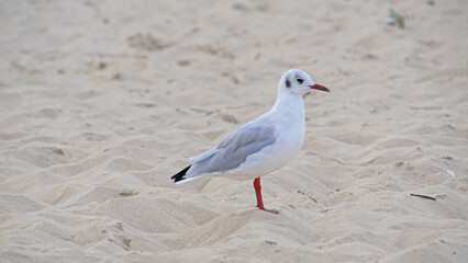 Obraz premium Möve am Strand