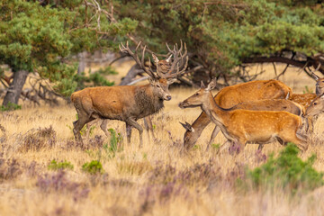 Deer, Red Deer. Mammals - 532418389