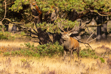 Deer, Red Deer. Mammals - 532418750
