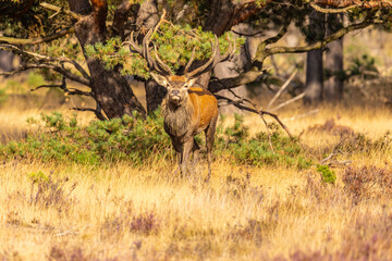 Naklejka na ściany i meble Deer, Red Deer. Mammals