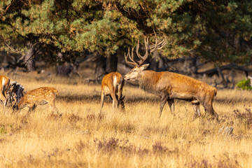 Deer, Red Deer. Mammals - 532418929