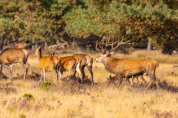 Naklejka na ściany i meble Deer, Red Deer. Mammals