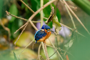 Kingfisher 