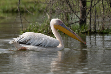 White pelican, Pelecanus onocrotalus, in Lake Kerkini, Greece. Pelicans on blue water surface. Wildlife scene from Europe nature. Bird mountain background. Birds with long orange bills.