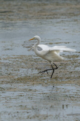 white heron fishing in the river