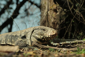 Lagarto overo
