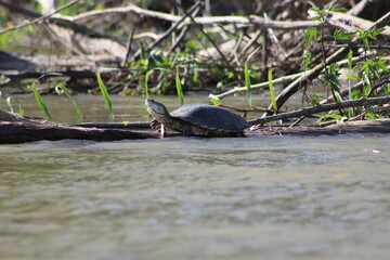 Tortuga