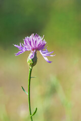 Cornflower bud on a blurred background. One purple cornflower flower on a green stem.