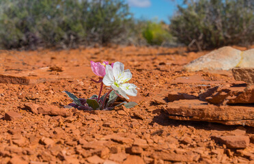 A plant with two flowers of different colors. Canyonlands National Park.