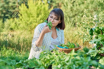 Smiling woman with harvest of basil leaves in summer garden.