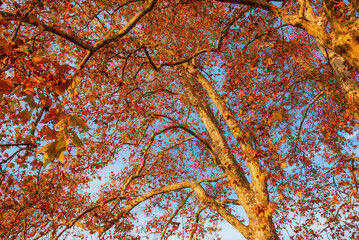 Autumnal and foliage background. Autumn arrives and sycamore leaves turn from brown to red at sunset