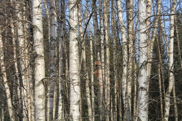 Birch trees