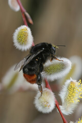 Colorful vertical closeup on a fluffy Red tailed bumblebee, Bombus lapidarius