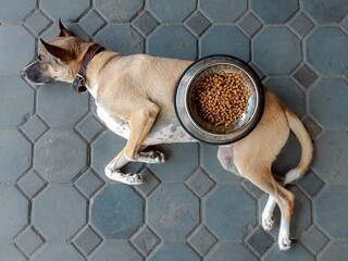 bored dog laying on ground with his food bowl on top