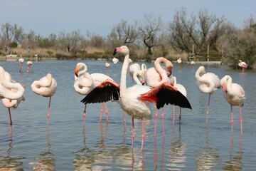 Flamant Rose