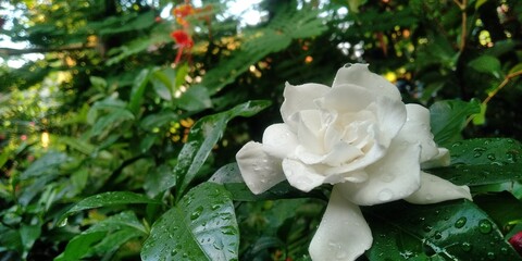 Obraz na płótnie Canvas white rose in garden