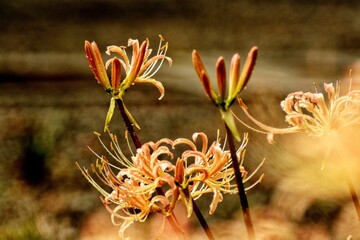 orange flower in the garden
