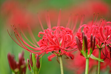 秋のお彼岸に咲く真っ赤な彼岸花