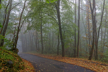 Fototapeta na wymiar Autumn foggy landscape in the woods of french alps