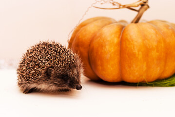 Small Western European hedgehog looks at camera near large orange pumpkin. Preparation for Halloween. Wild animals at home. Rescue of hedgehogs in difficult situation. Rescue wild animals. Animal care © Sofiia
