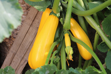 Yellow zucchini in the garden. Ripe zucchini growing in a garden bed outdoors.
