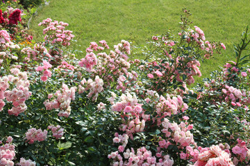 Groundcover Rose The Fairy in the garden. selective focus