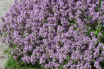 Obraz na płótnie Canvas Blooming thyme in the summer garden. Medicinal plant thyme.