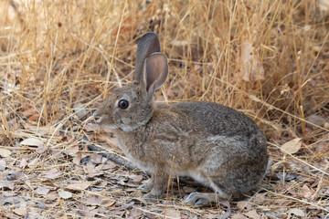 Conejo gris en el campo,